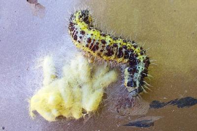 Pieris brassicae