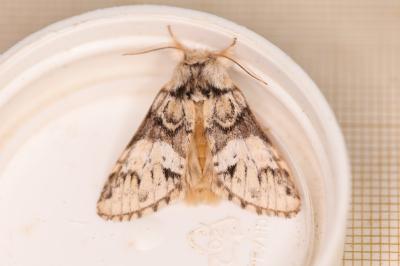 Drymonia dodonaea