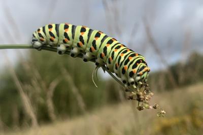 Papilio machaon