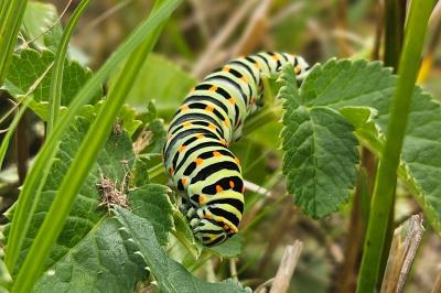 Papilio machaon