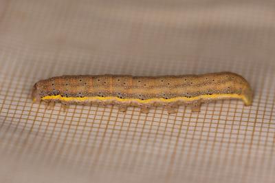 Lacanobia oleracea