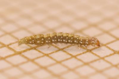 Bucculatrix ulmella
