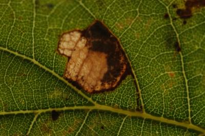 Ectoedemia albifasciella