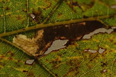 Ectoedemia subbimaculella