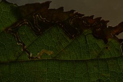 Stigmella microtheriella