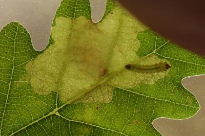 Tischeria ekebladella