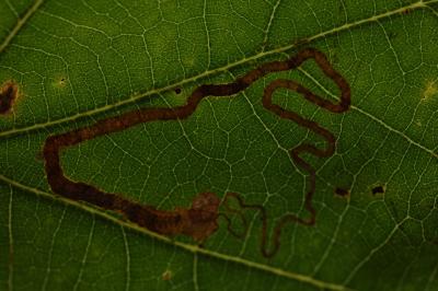 Stigmella basiguttella