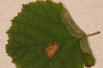 Parornix devoniella