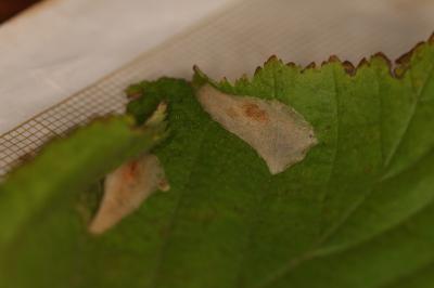 Phyllonorycter coryli