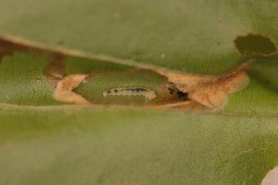 Phyllonorycter maestingella