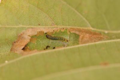 Phyllonorycter nicellii