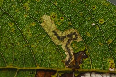 Stigmella salicis