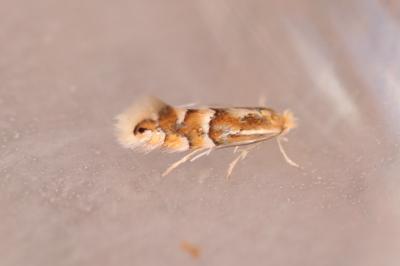 Phyllonorycter ulmifoliella