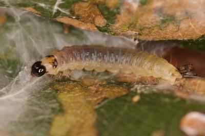 Lozotaenia forsterana