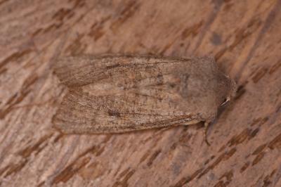 Orthosia cruda