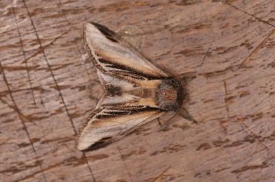 Pheosia tremula