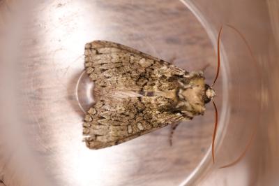 Polyploca ridens