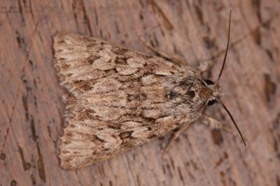 Xylocampa areola