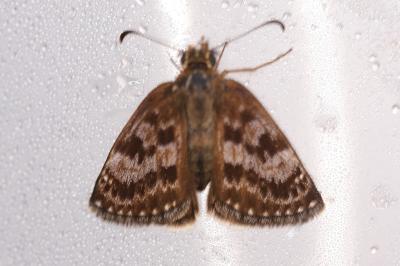 pap1777378233
