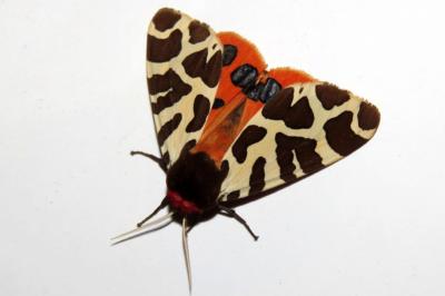 Arctia caja