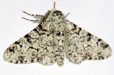 Biston betularia