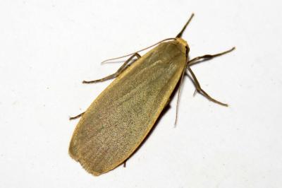 Collita griseola
