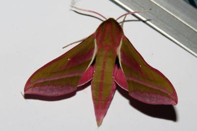 Deilephila elpenor