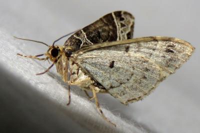 Ecliptopera silaceata