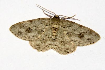 Ectropis crepuscularia