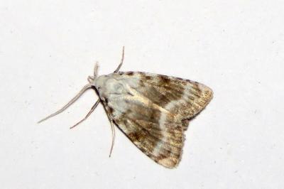 Meganola albula