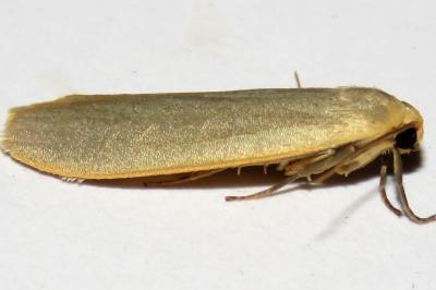 Eilema caniola