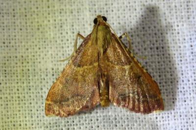 Endotricha flammealis