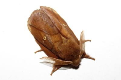 Euthrix potatoria