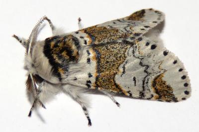 Furcula furcula