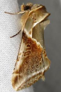 Habrosyne pyritoides