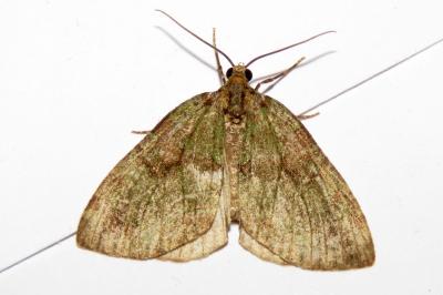Hydriomena furcata