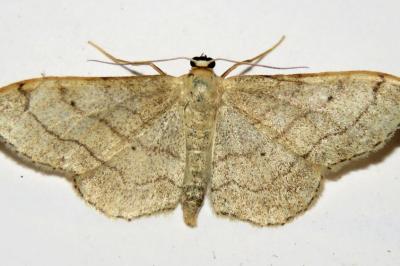 Idaea aversata