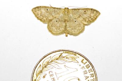 Idaea biselata