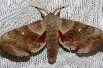 Laothoe populi