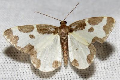 Lomaspilis marginata