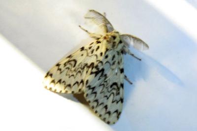 Lymantria monacha