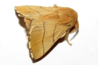 Malacosoma neustria