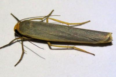 Manulea complana