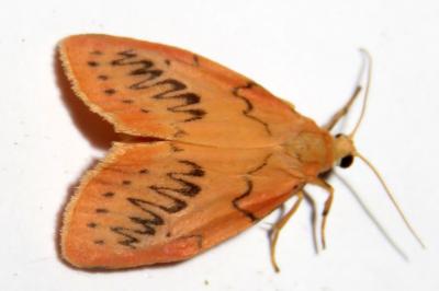 Miltochrista miniata