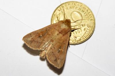 Mythimna ferrago