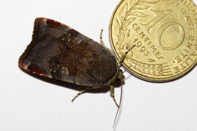 Noctua janthe