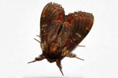 Notodonta dromedarius