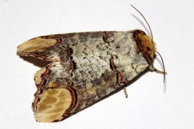 Phalera bucephala