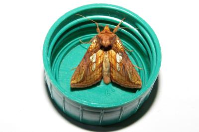 Plusia festucae