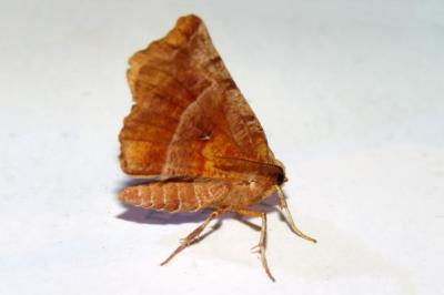 Selenia dentaria